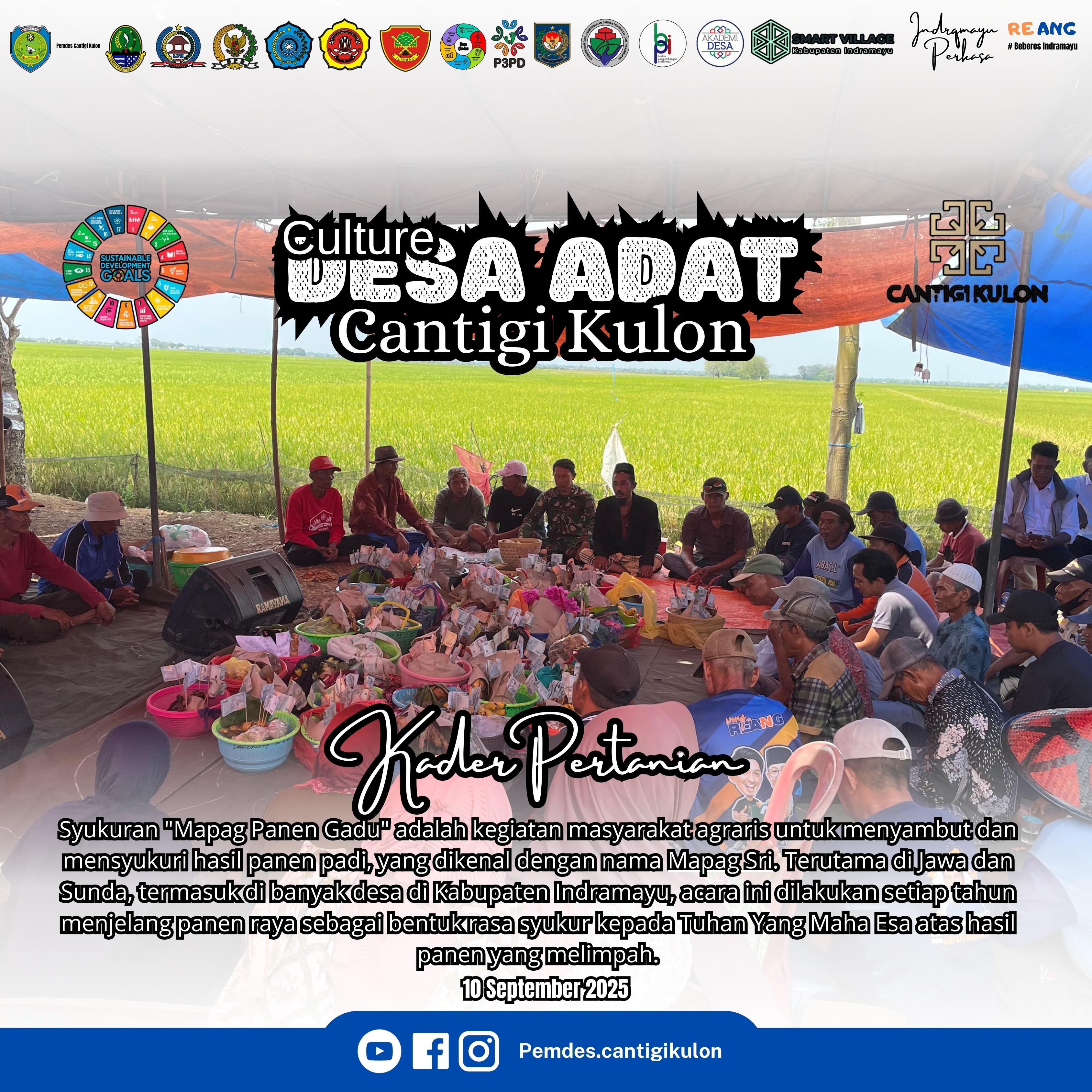 CULTURE DESA ADAT CANTIGI KULON MAPAG "PANEN GADU"